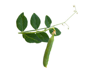 pod of green peas isolated