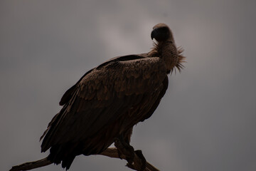 Vulture 