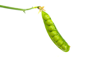 pod of green peas isolated