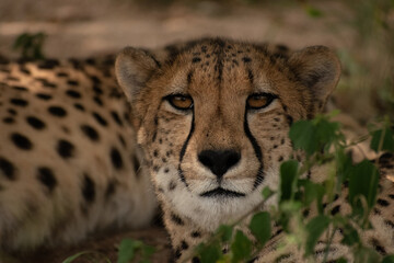 portrait of cheetah