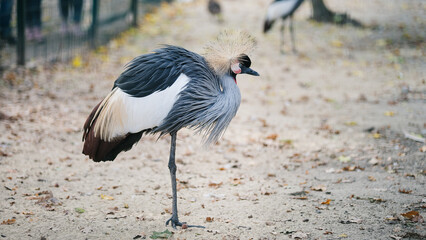grey crowned crane balearica, bird in the zoo