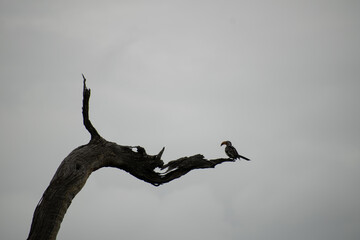 hornbill perch © NoCalculus