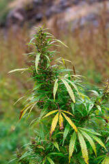the cannabis plant grows in the open in front of other plants in the field