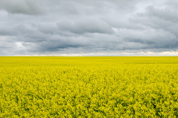 Obraz premium Yellow meadow under grey sky with clouds