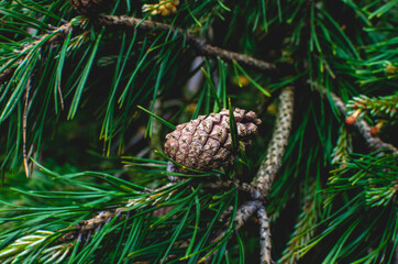 Pine cone and branches. Pine propagation using seeds