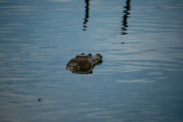 crocodile in water