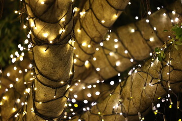 電飾されたガジュマルの木とキレイな玉ボケ
