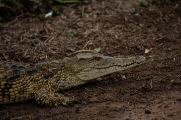 baby crocodile