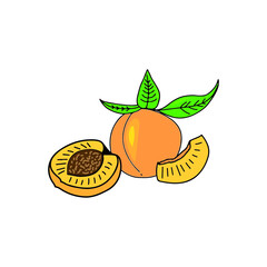 Juicy peach hand drawn illustration. Vector illustration. 
