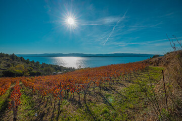 Beautiful vineyards on Brac island, Croatia, bathing in the autumn sun. Red fresh grape vines on a slope. - obrazy, fototapety, plakaty