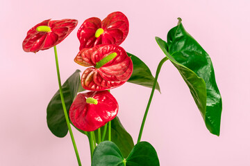 Fototapeta premium House plant Anthurium in white flowerpot isolated on white table and pink background Anthurium is heart - shaped flower Flamingo flowers or Anthurium andraeanum