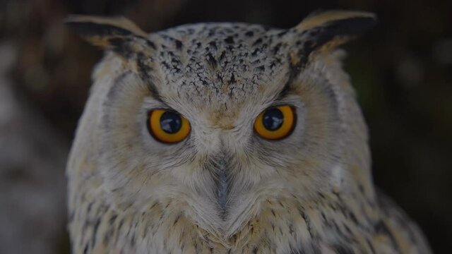 Close up of an owl face in slow motion  with detail and colorful eyes, beak, and feathers