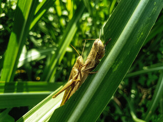 grasshopper on the grass background beautiful nature toning spring nature design sun plant