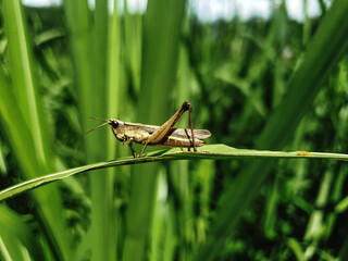 Commond grasshopper on craspedia under the sunlight on a grass leaf with a blurry free photo