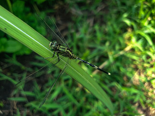 dragonfly on a leaf