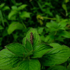 Insect on green leaf