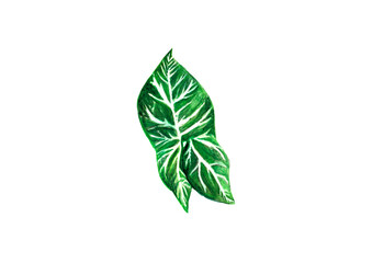watercolor green ivy leaf