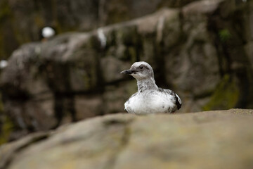 black headed gull