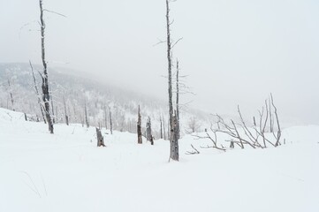 Snowy fields and large driftwood with bare trees high on the pass. Trunks of trees without leaves, cloudy snowy sky. Gorny Altai Seminsky