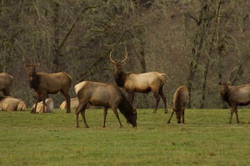 herd of elk
