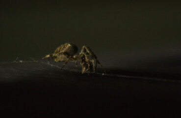 Spider on web