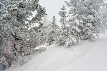 Branches of winter fir trees in the snow among a dense winter forest covered with snow, snow on the ground, winter