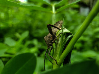 Insect on a leaf