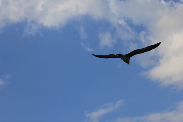  Soaring flying seagull