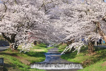 Foto op Plexiglas 観音寺川の桜（福島県・猪苗代町） © tk2001