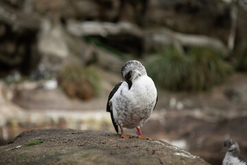 black headed gull