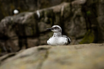 black headed gull
