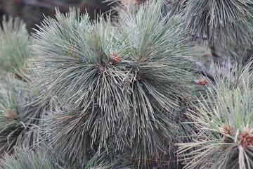 Pallas pine  or Crimean pine