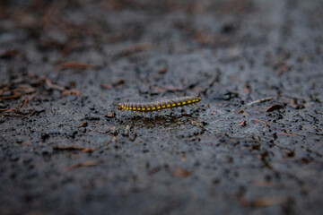 caterpillar on a leaf