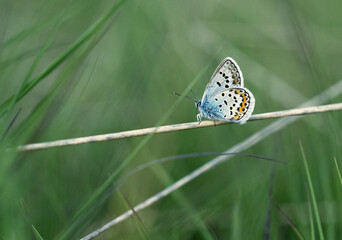 Argus-Bläuling (Plebejus argus)