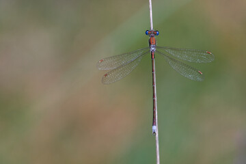 Kleine Binsenjungfer (Lestes virens)