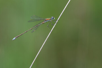 Kleine Binsenjungfer (Lestes virens)