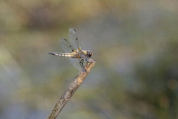 Vierfleck (Libellula quadrimaculata)