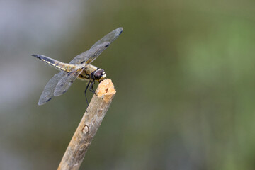 Vierfleck (Libellula quadrimaculata)
