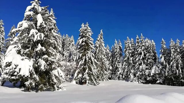 Grande Forêt de sapins enneigés Haute Savoie.