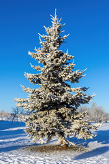 A lone spruce tree is covered in frost on a sunny day