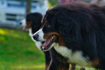 ドッグパークを歩くバーニーズマウンテンドッグ