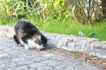 Street cat eating something in the nature