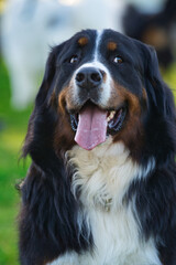 バーニーズマウンテンドッグのポートレート