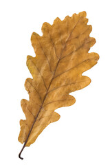 Oak leaf isolated