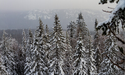 Coniferous forest in the snow on a cloudy winter day. Winter landscape with a mountain peak in the background