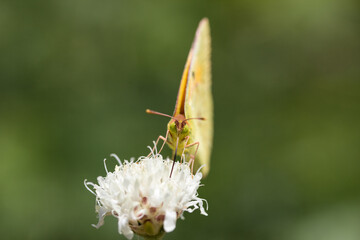 Goldene Acht auf weißer Blüte