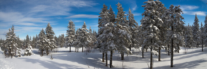 Coniferous forest in the snow on a clear winter day. Winter landscape