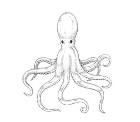 Octopus sketch bllack engraving vintage illustrations
- 474845234