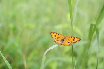 butterfly on grass