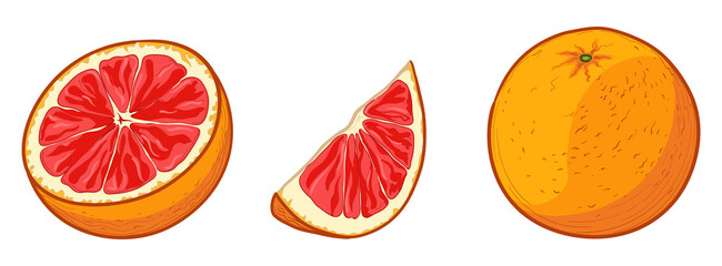 Grapefruit, whole and half cut. Vector illustration of grapefruit in cartoon style.